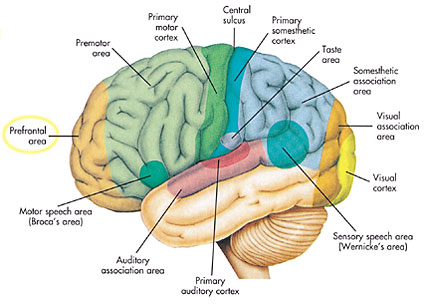 Functional regions of the left hemisphere of the cerebral cortex. The prefrontal area is located at the front of the cerebral cortex. It is responsible for planning, motivation, and the initiation of behavior — both good and sinful.