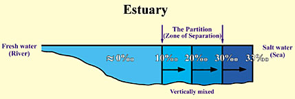 Longitudinal section showing salinity (parts per thousand ‰) in an estuary. We can see here the partition (zone of separation) between the fresh and the salt water.