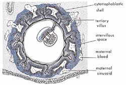 Diagram showing the suspension of an embryo during the alaqah stage in the uterus of the mother.
