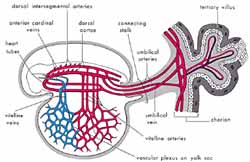 Diagram of the primitive cardiovascular system in an embryo during the alaqah stage. The external appearance of the embryo and its sacs is similar to a blood clot, due to the large amounts of blood present.