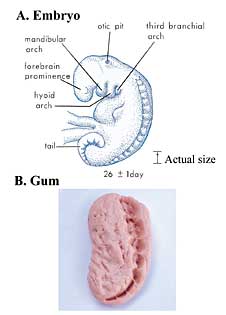 Comparison of an embryo at the mudghah stage with a piece of chewed gum, showing the similarity between the somites on the embryo's back and the indentations left by teeth.